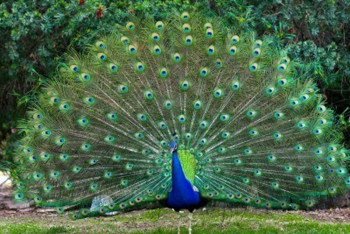 Peacock in Achutham Kesavam