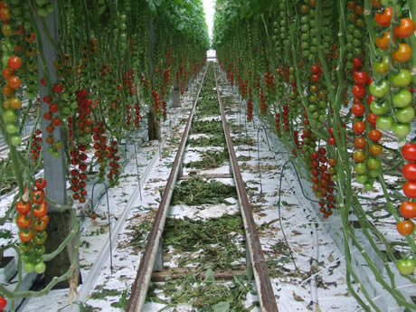 New: மிளகு – வாழ்ந்து போதீரே நாவலுக்கு அடுத்து வரும் புதினம்  இரா.முருகன்