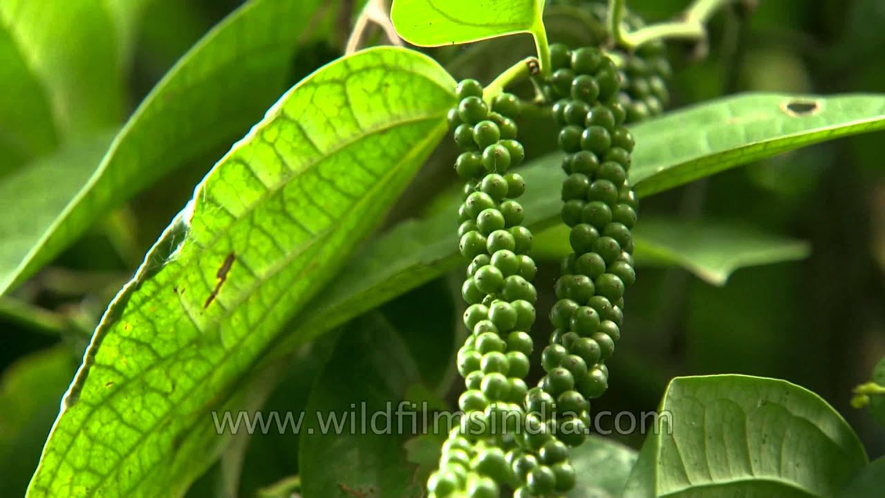 அசுரவித்து- ஒரே இரவில் பற்றிப் படர்ந்து வெளி நிறைக்கும் மிளகுக்கொடி