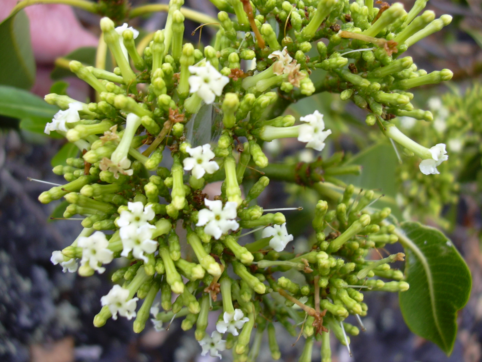 பெரு நாவல் ‘மிளகு’-பேய் மிளகு?Devil’s-pepper. Rauvolfia vomitoria